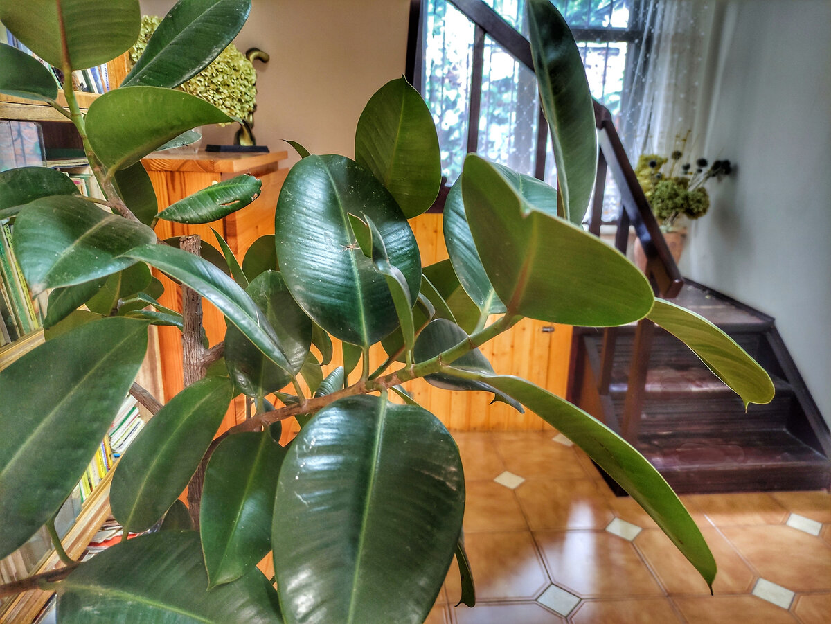 Фото автора. Мой фикус. 