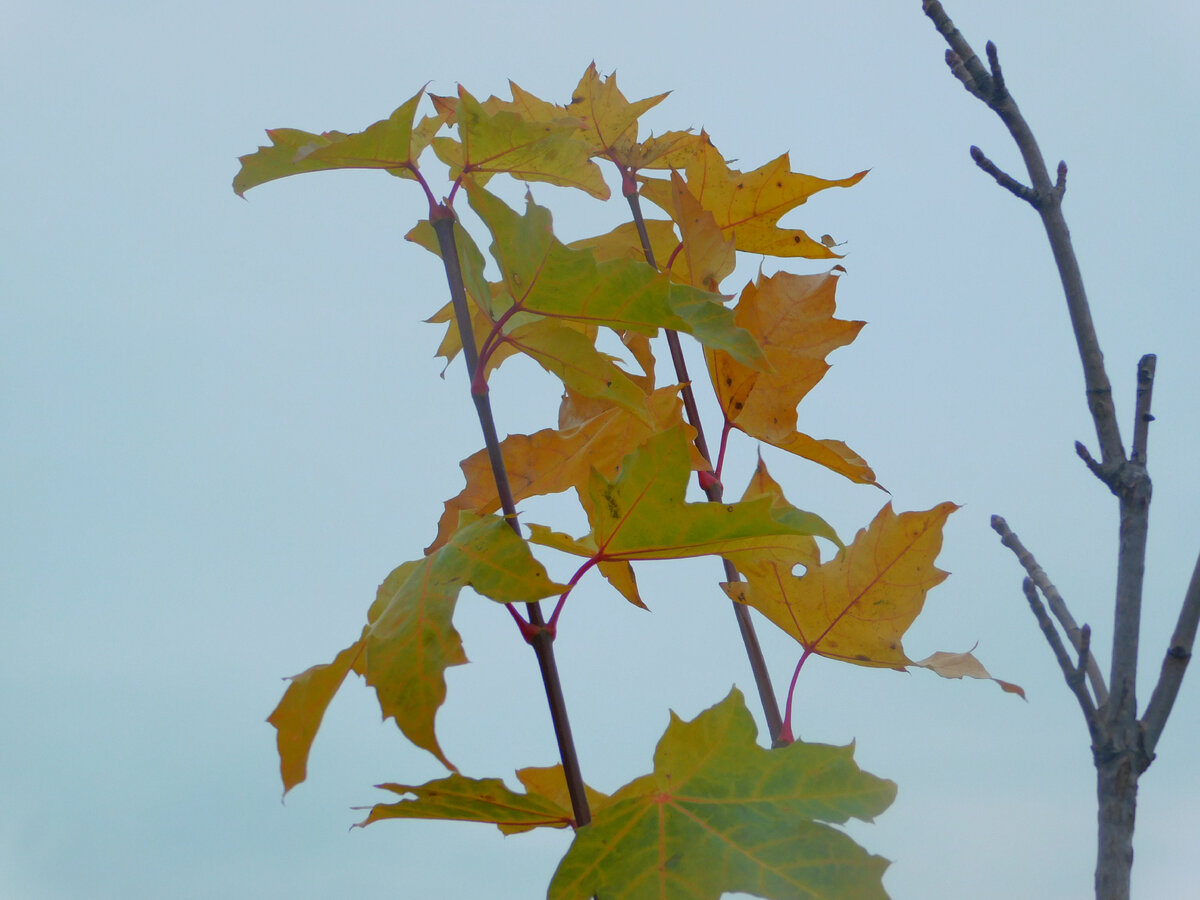 во бору брусника фильм 1989 актёры. канал во бору брусника. повороты судьбы. поворот судьбы рисунок. повороты судьбы дзен.
