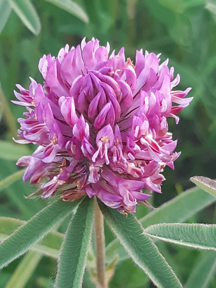 Клевер луговой