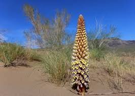 Цистанхе трубчатая