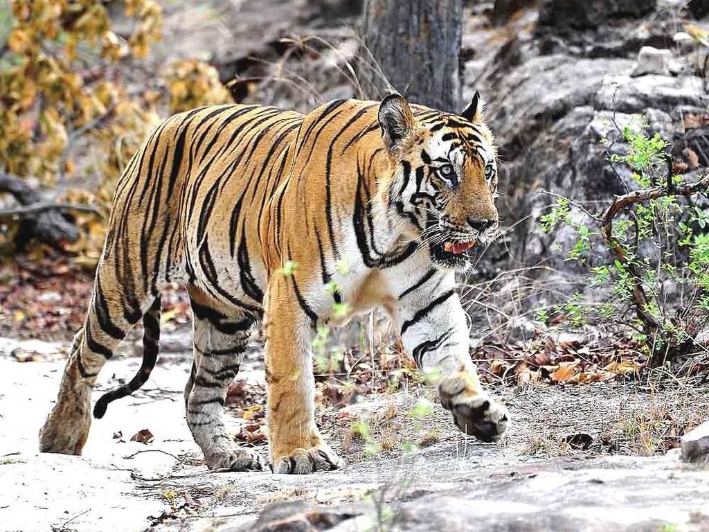 Minli 57115 лого. месяц тигра. месяц тигра. месяц тигра. карточки по месяцам с тигром.
