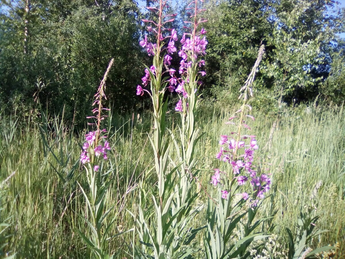 Кипрей (Иван чай)