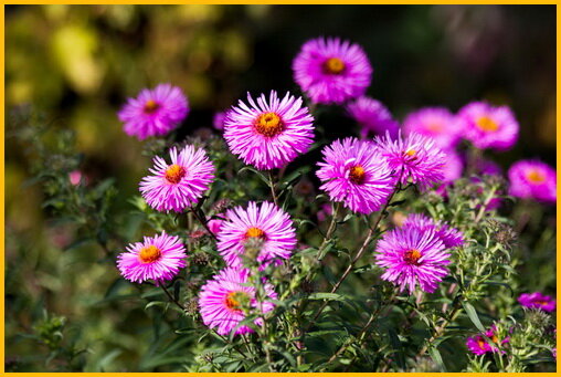 Многолетние цветы цветущие летом, фото, описание, выращивание