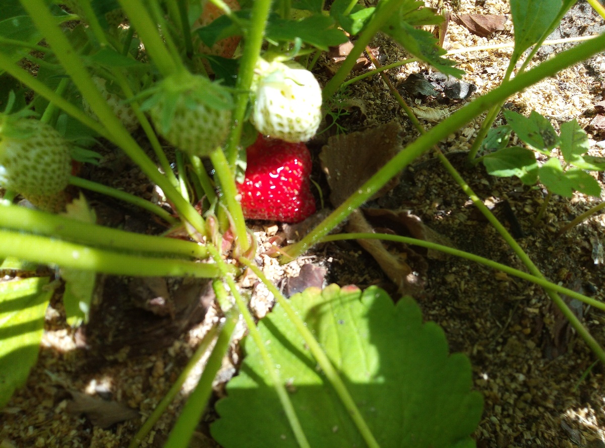 клубника начинает зреть