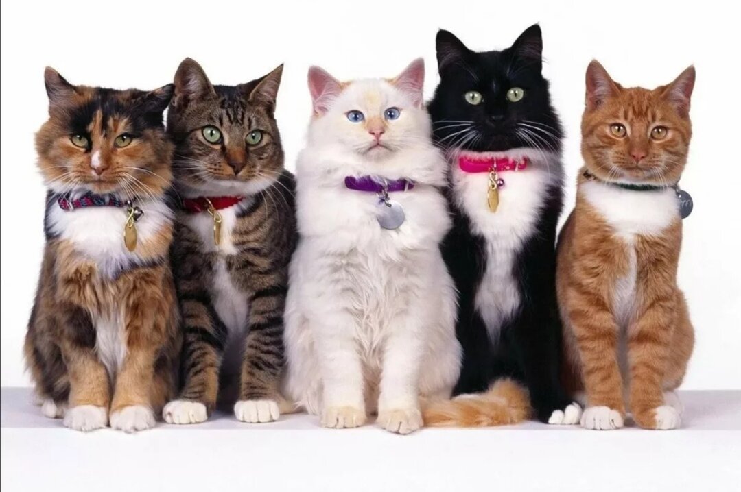 Источник фото- Яндекс картинки