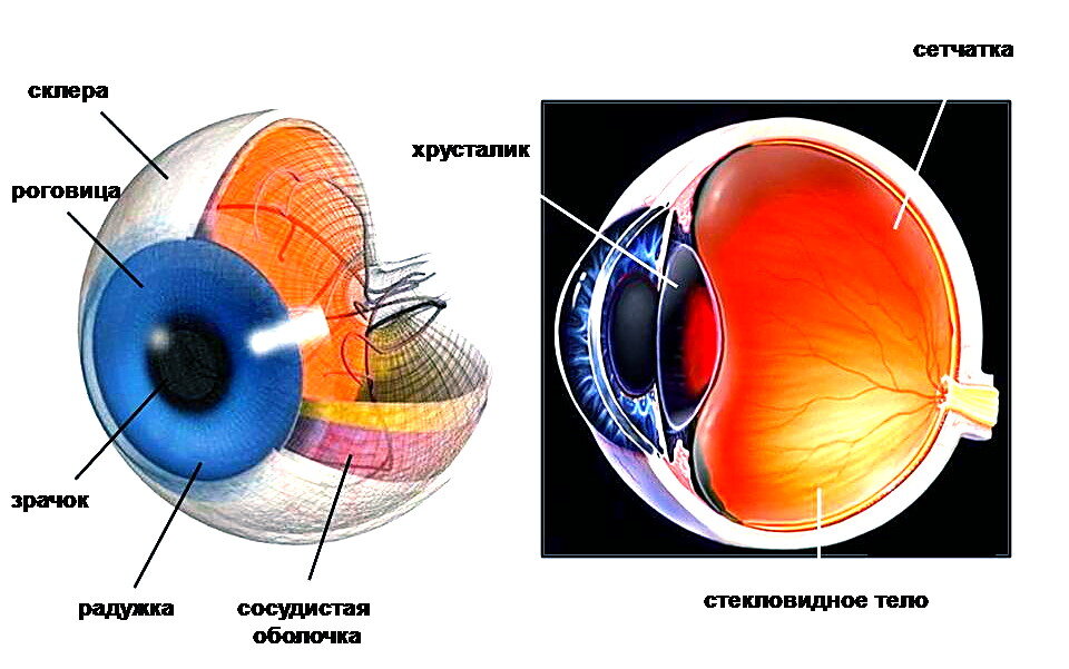 Хрусталик глаза рисунок