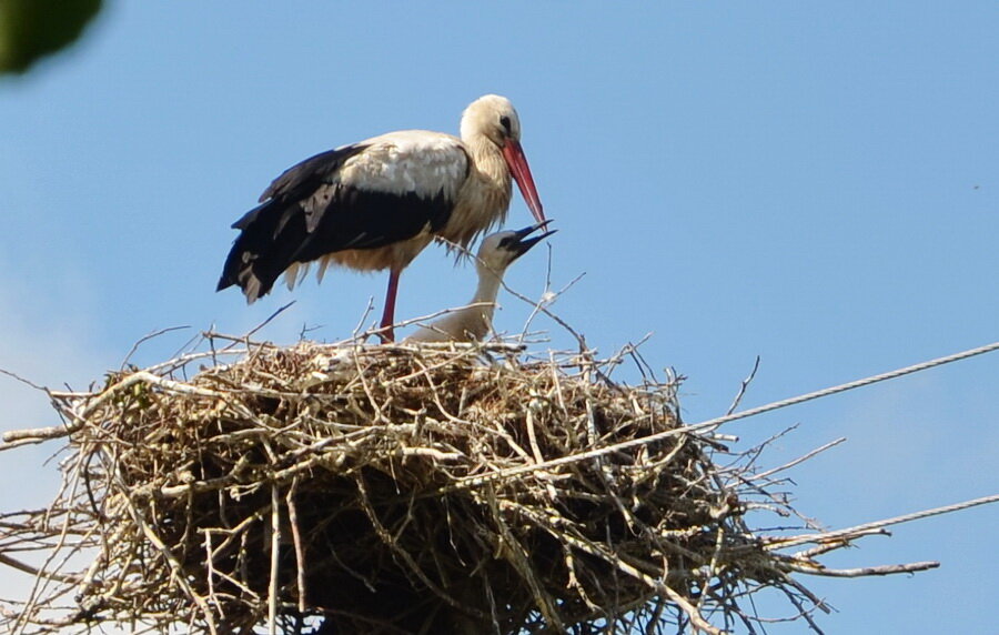 А вот и Стики с папой Клю