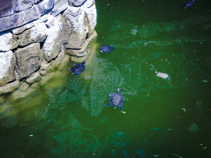 Черепахи помельче, покрупнее. 