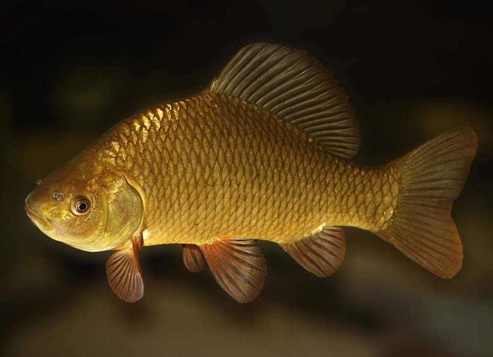 Карась