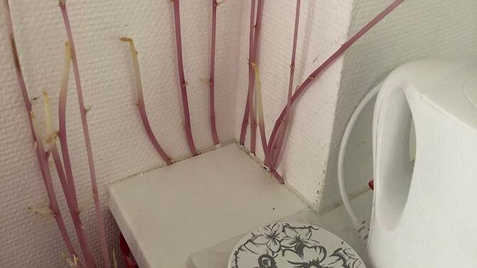 Фото © Twitter / donna9p