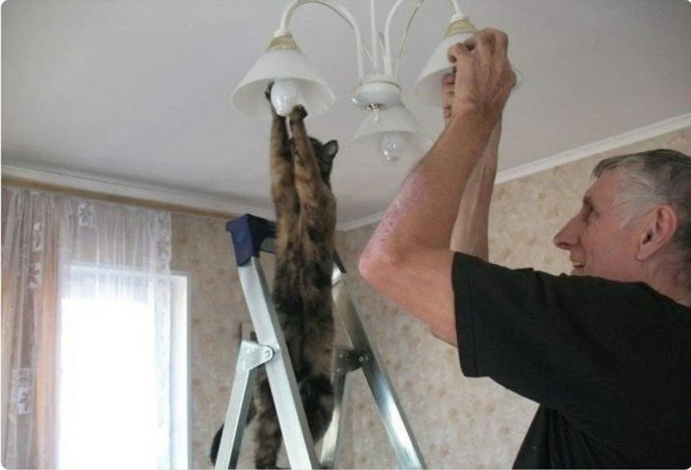 Хозяин, смотри на меня и учись