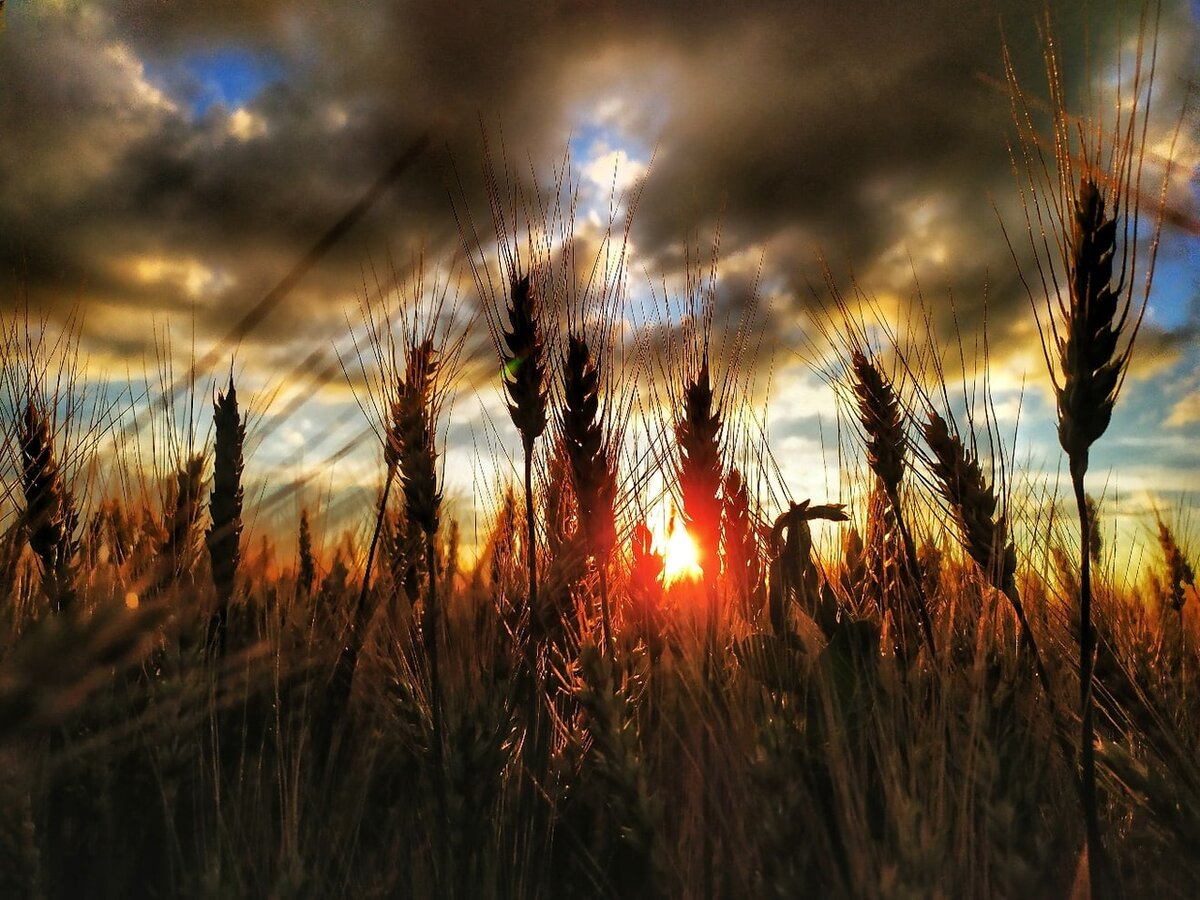 Поле пшеницы ночью