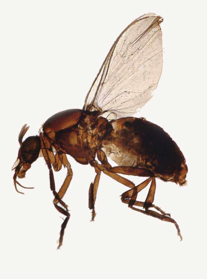 Фото той-же мошки