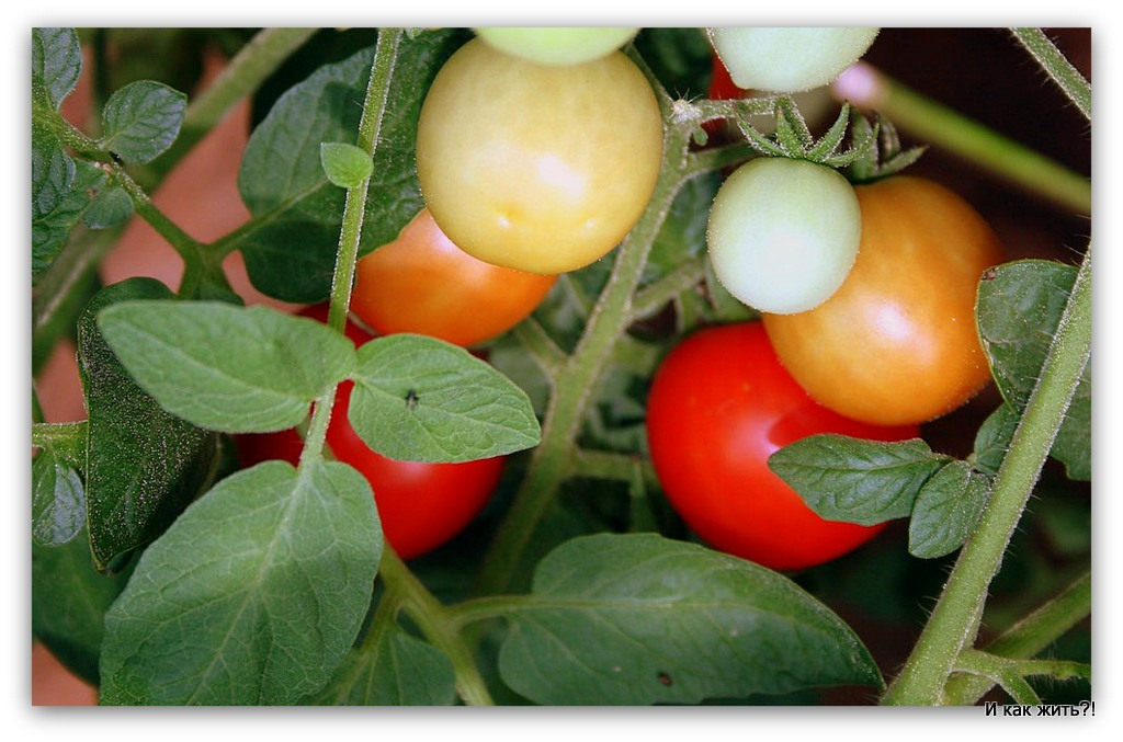 Незрелые плоды имеют в избытке соланин, но и зелёные помидоры «молочной спелости» едят солёными и маринованными.