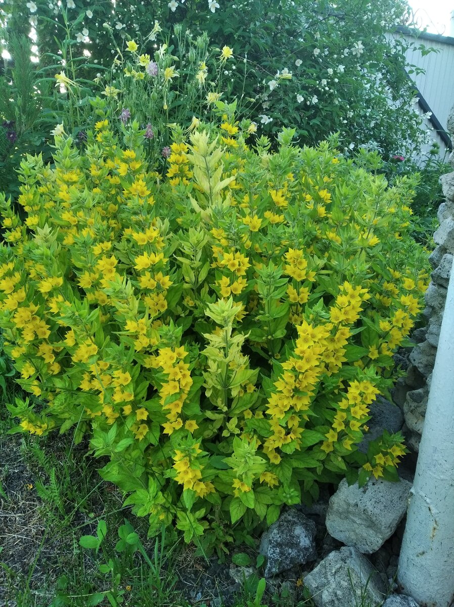 Вербейник. Источник: фото автора 