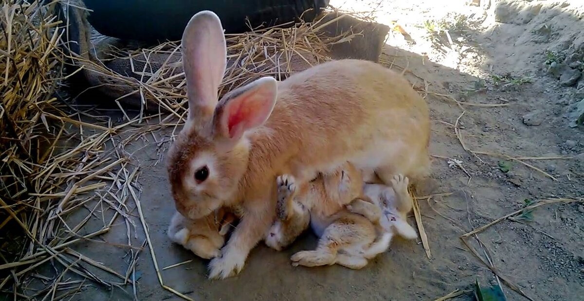 Крольчиха с крольчатами. Самка с крольчатами. Маленькие кролики. Лактирующие крольчихи.