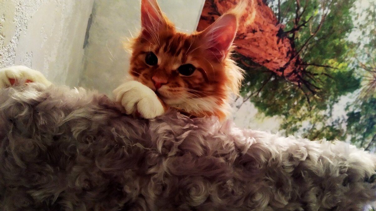 Мейн кун Стëпа. 