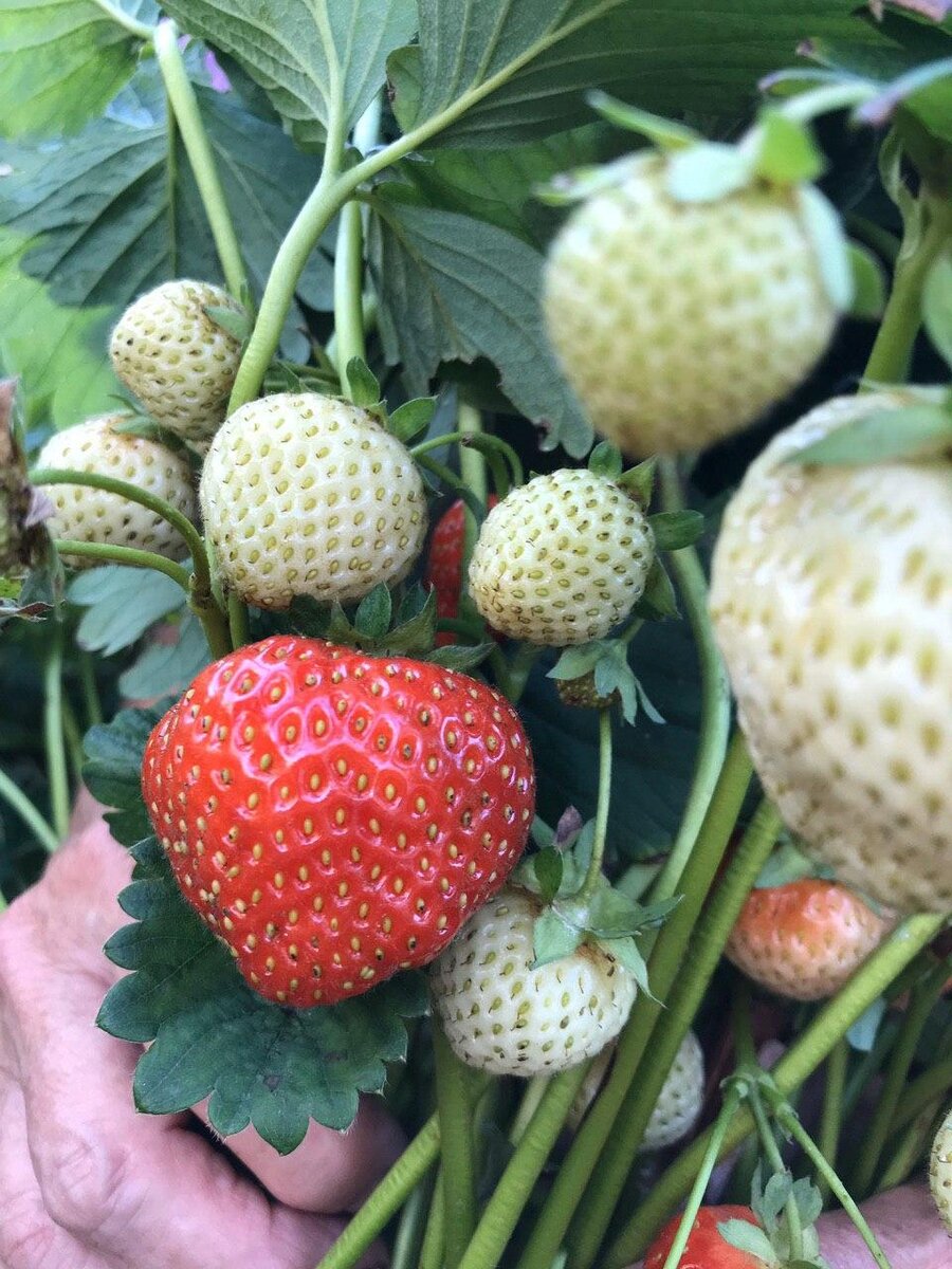 Фото автора.