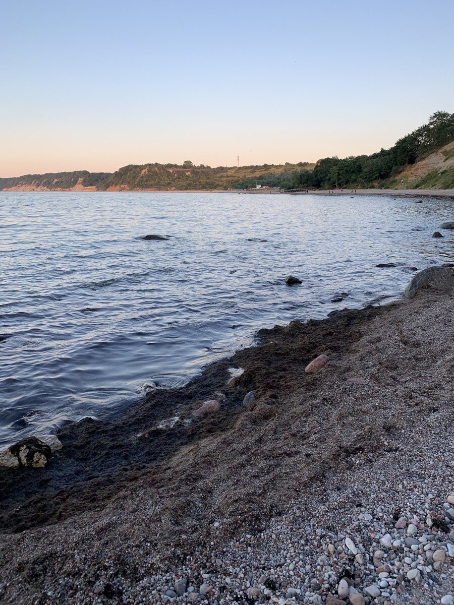 Водоросли