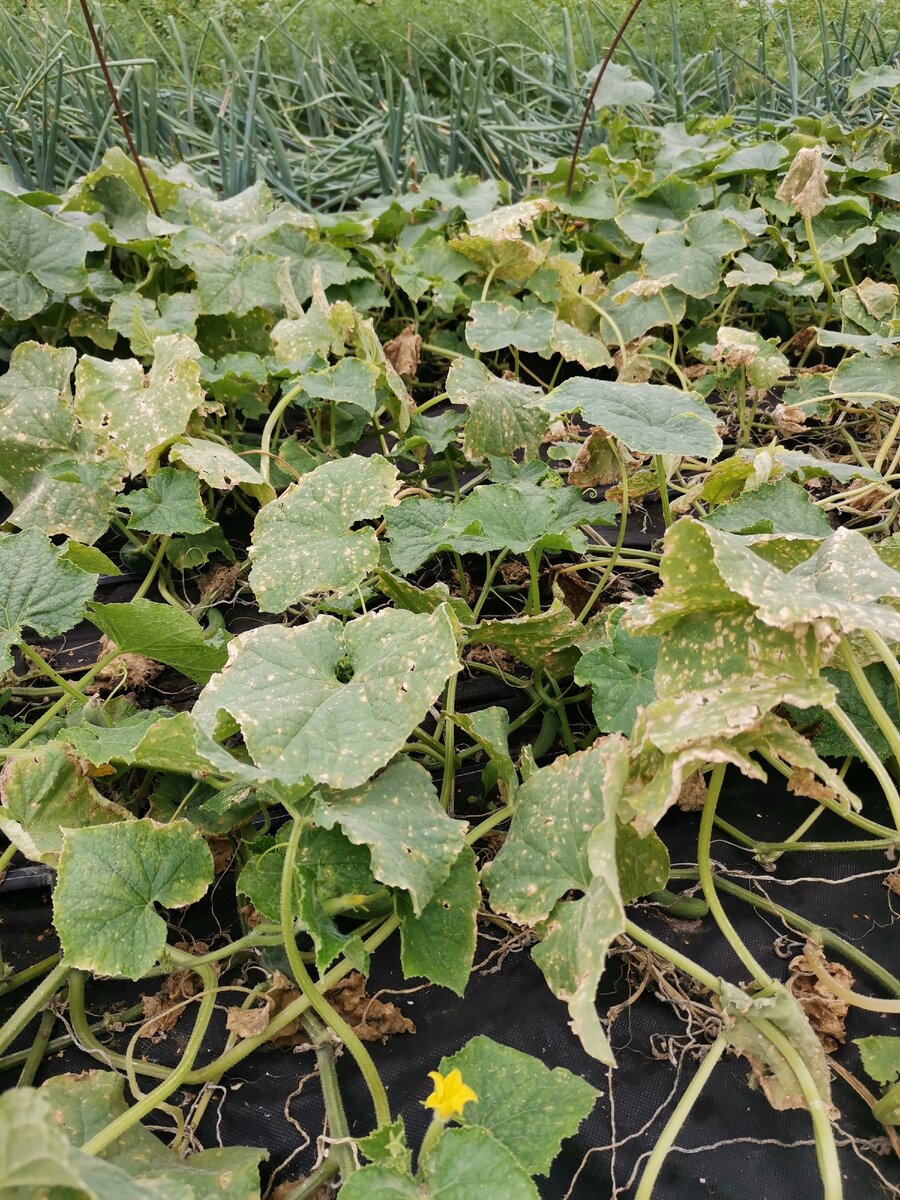 Вот так сейчас выглядят мои огуречные грядки. 