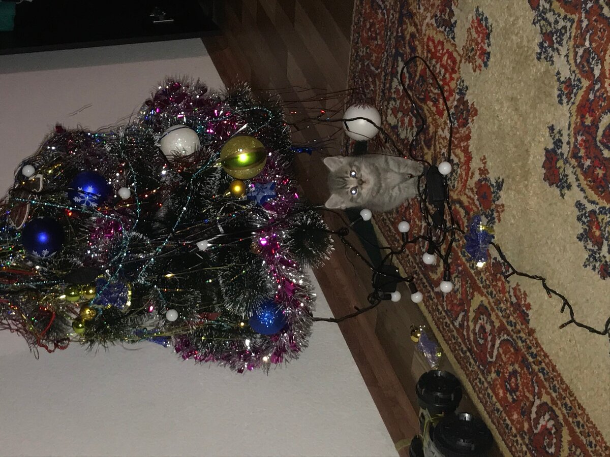 Мой любимый кот!