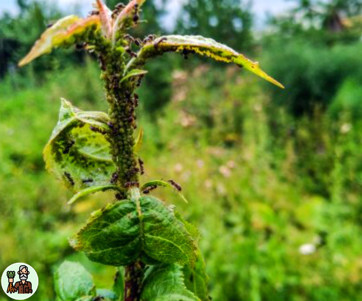 "Прицельное и эффективное оружие" против вездесущих вредителей на участске