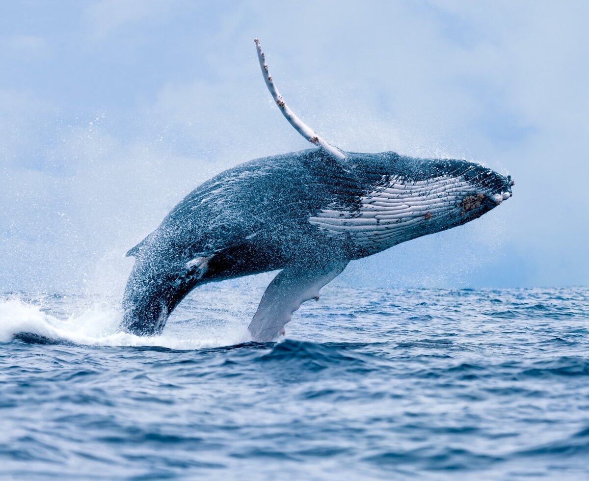 Гренландский кит долгожитель