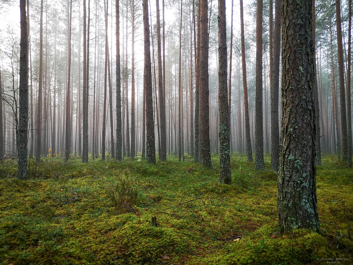 © Александр Максимов