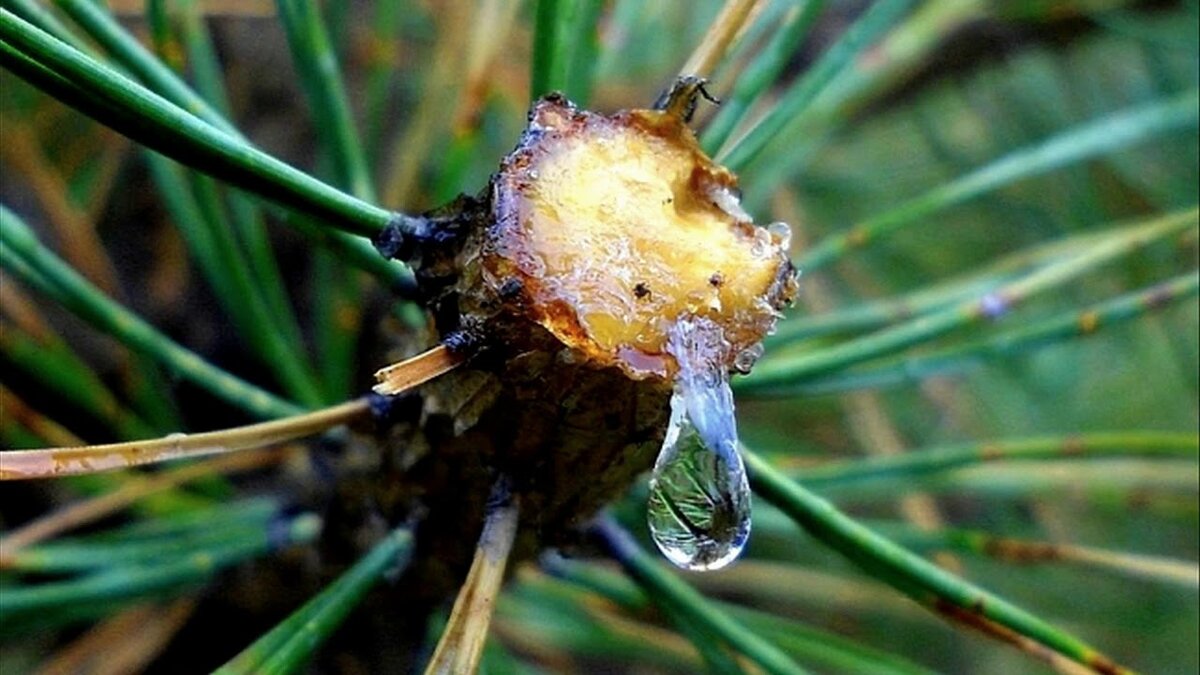 Кедровое дерево выделяет смолистое вещество.                                           яндекс картинка