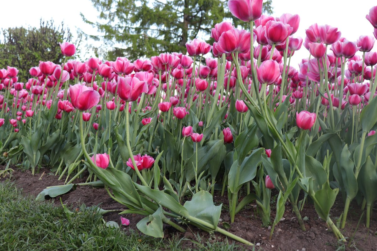 Огромные розовые тюльпаны около Смольного.