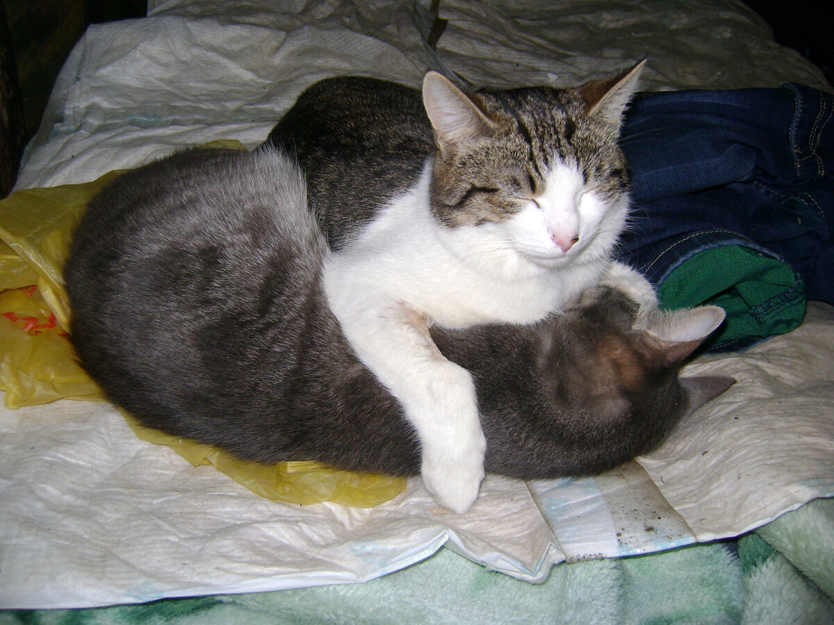 Яша нашёл себе приёмного отца - кота Филю! (Фото из личного архива автора).