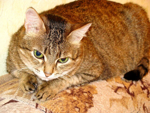 Наша Сонюшка Фото автора