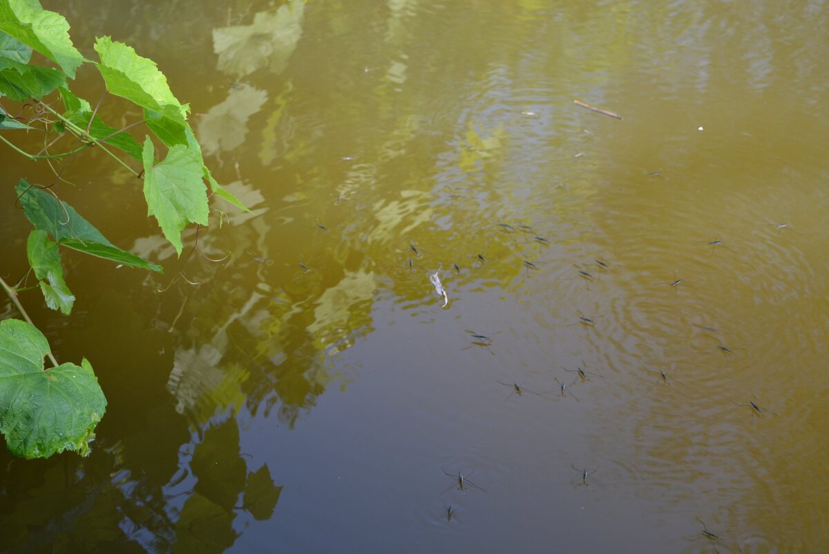 водомерочки, мотыля нет) 