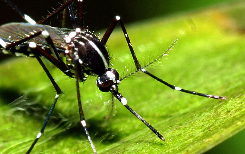 фото яндекс источник