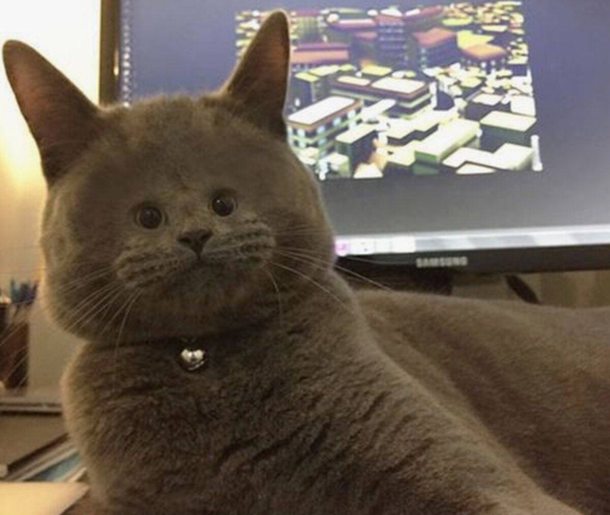 Кот всратый