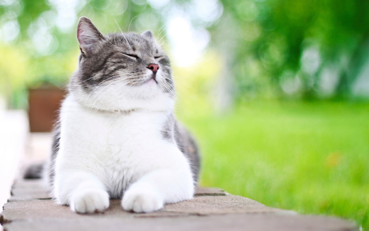 Котик, которого хорошо кормят