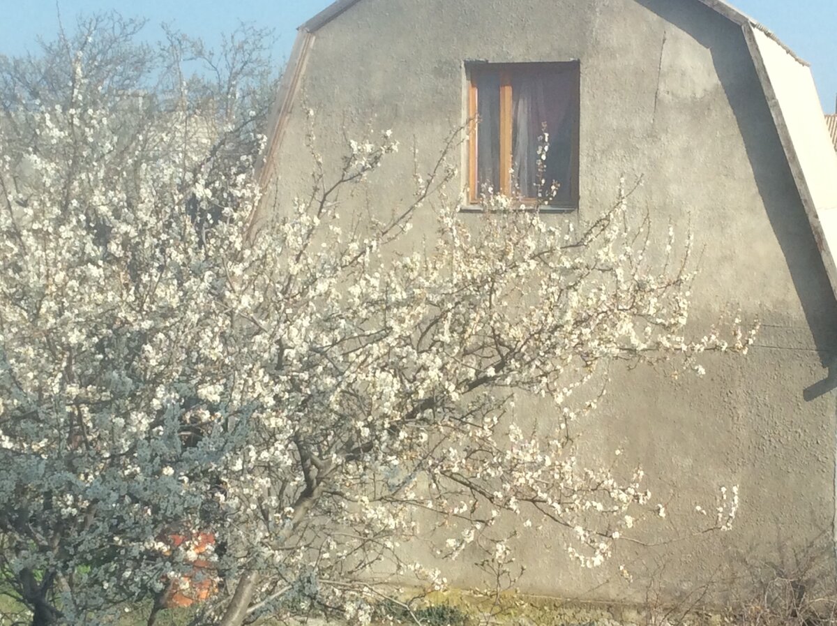 Дерево алычи в конце марта на фоне соседнего дома