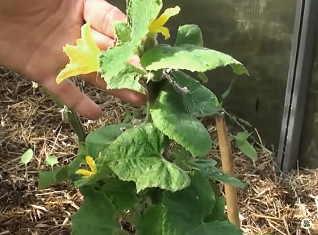 Огурцы после подкормки