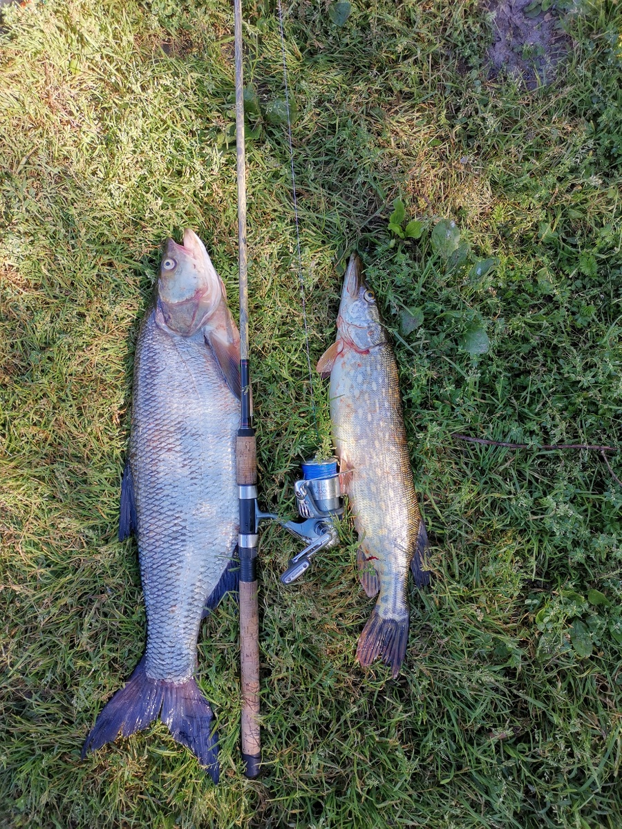 Хвост, достойный уважения