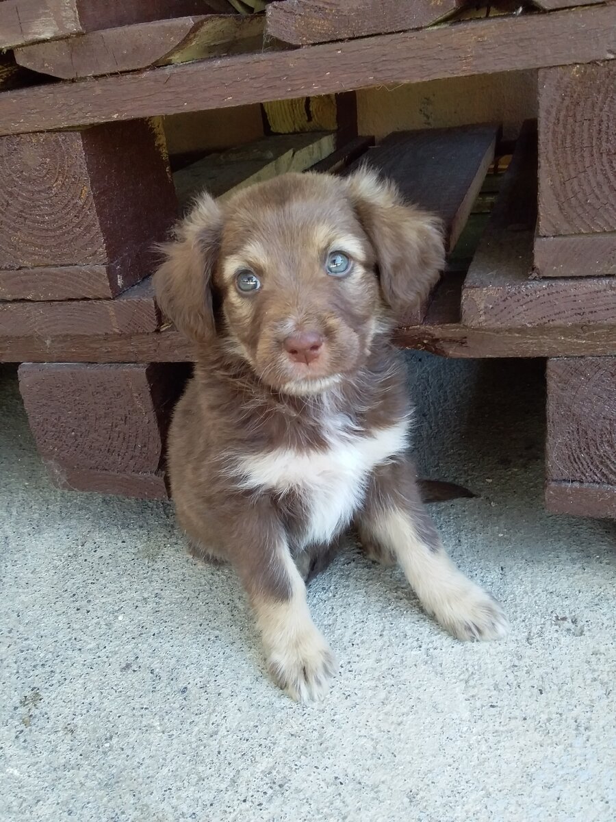 щенок еще бодр и здоров