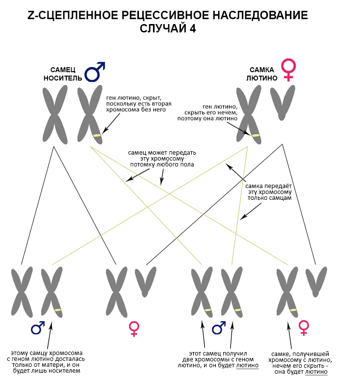 Уреаплазма у женщин