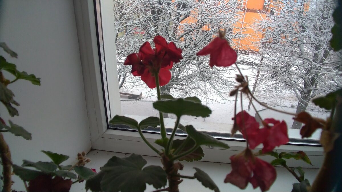Моя герань сейчас