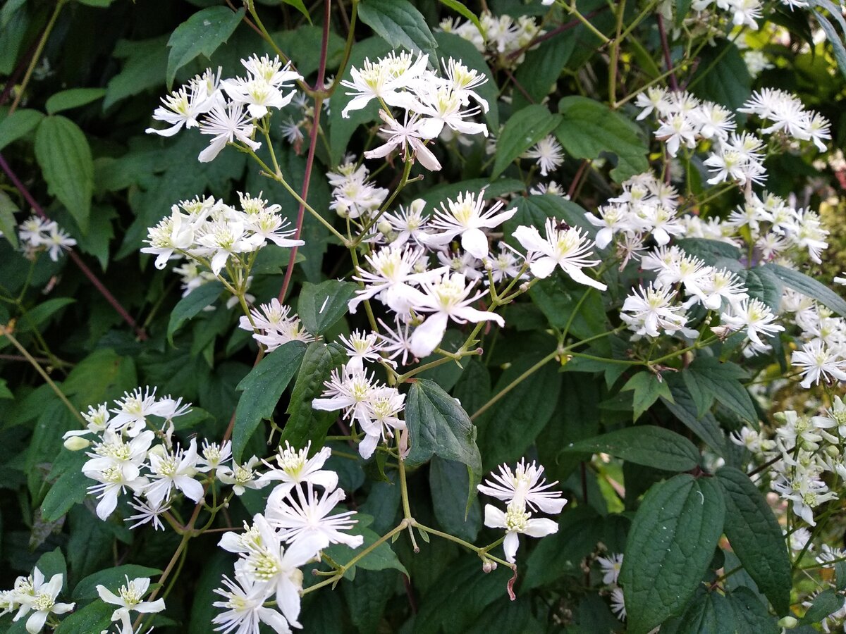 Клематис маньчжурский (Clematis mandschurica) крупным планом