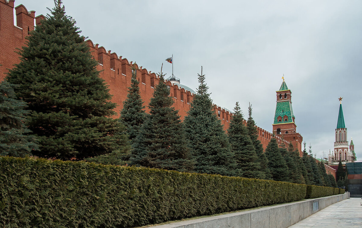Ели у кремлевской стены источник: яндекс картинки