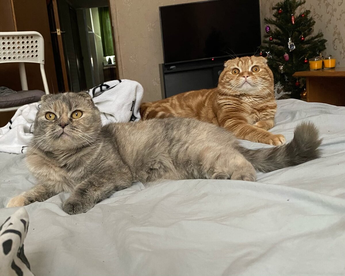 Чилят с музой!