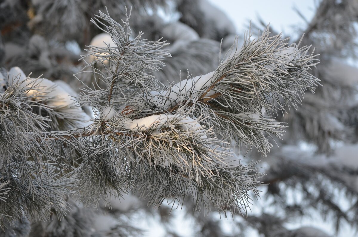 Замороженные ветви кедра. Фото автора