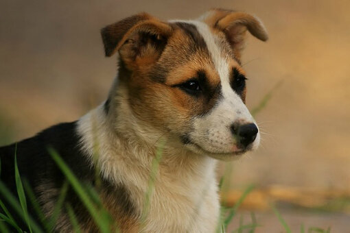 Щенки беспородных собак – это настоящая лотерея.
