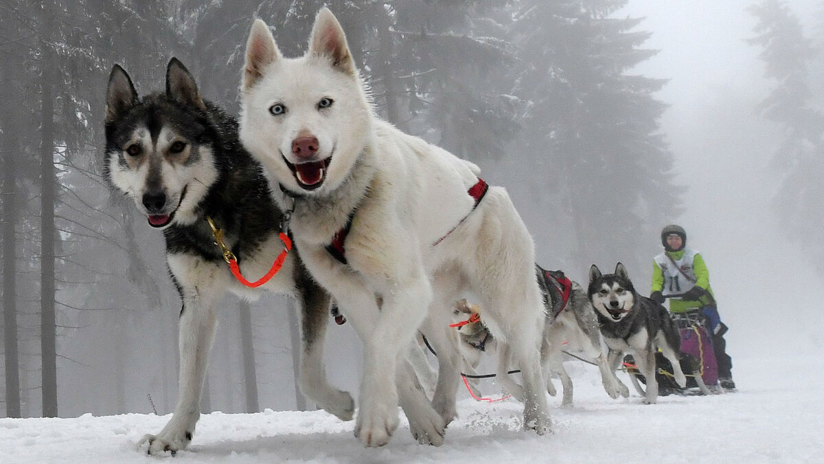 Легенды про собак от народов Севера (очень захватывающе) | PetGlobals.com |  Дзен