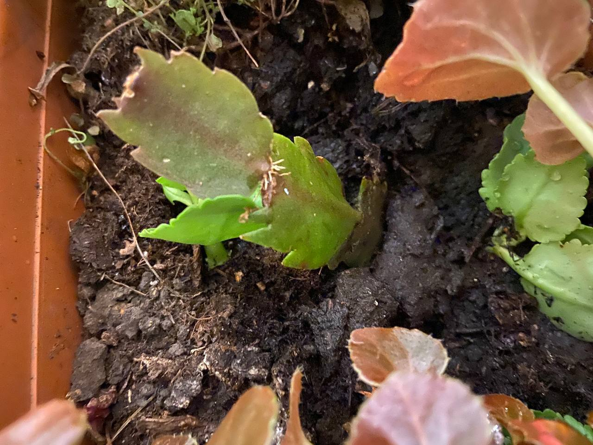 Отросток Зигокактуса