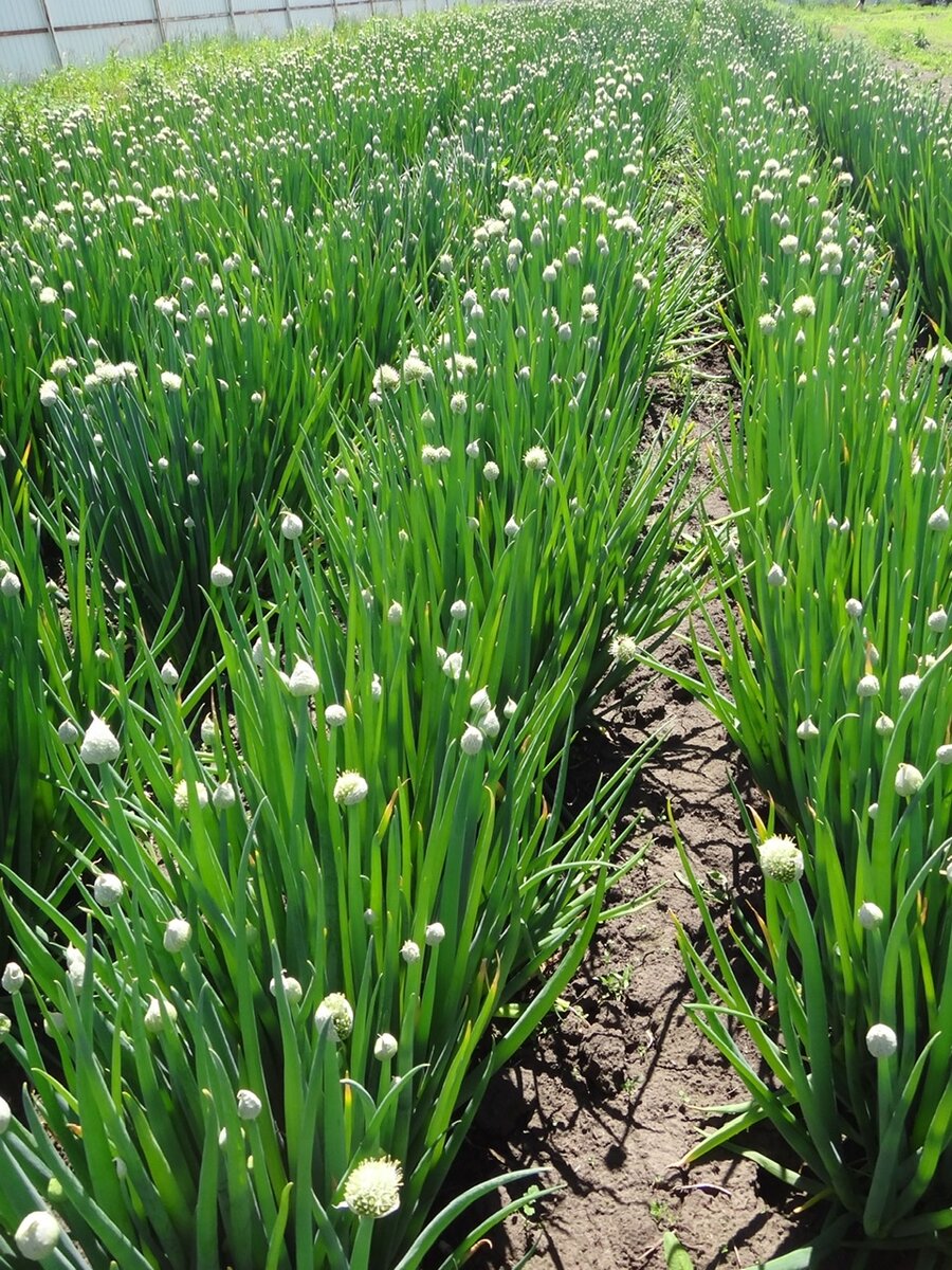 Лук батун Байкал